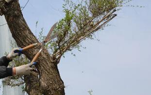 襄阳树木修剪有什么流程吗？