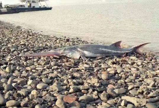 悲伤！有着“中国淡水鱼之王”之称的长江白鲟正式宣布灭绝。