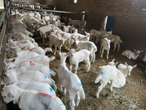 陕西奶山羊羊羔养殖