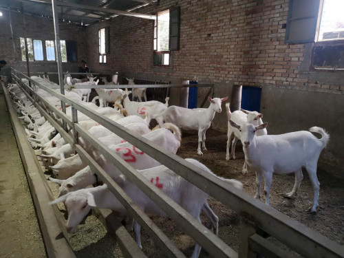 陕西奶山羊青年羊的饲养管理都有哪些程序?