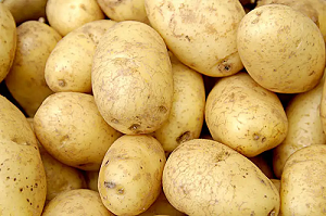 如何種植馬鈴薯？