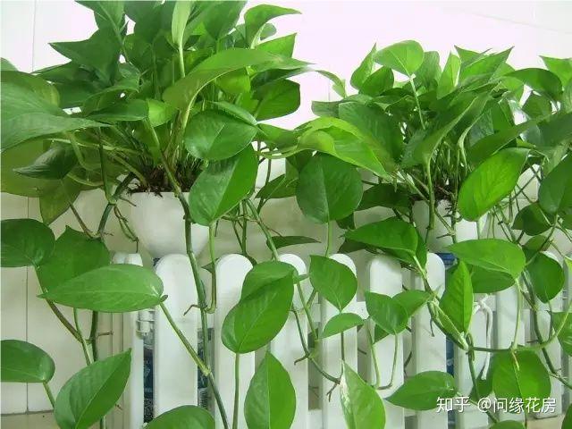 50种常见室内植物的养殖技巧和注意事项