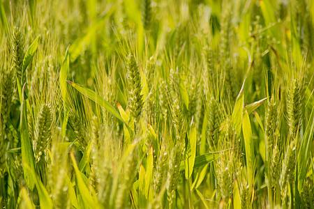 小麦专用化肥案例