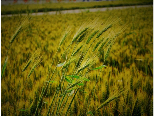 小麦专用化肥案例