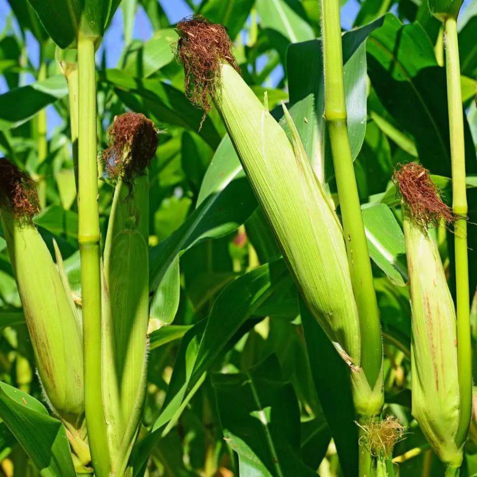 玉米专用复合肥案例