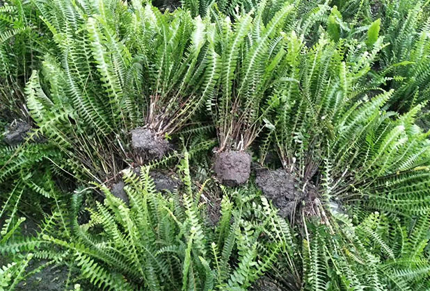 温江绿化地被植物-荚囊蕨