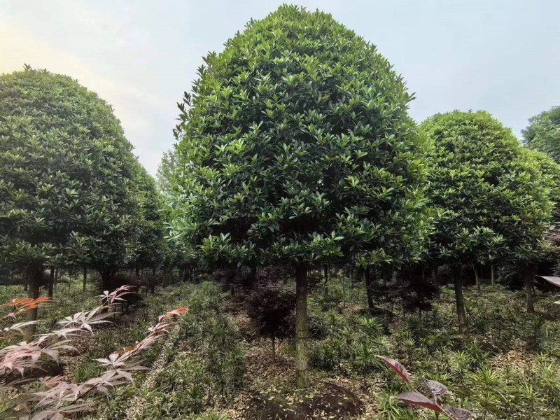 四川桂花的种植方法及养护