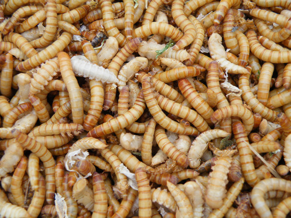 黄粉虫是蝎子的主要饲料,哪么什么是黄粉虫主要的食物呢？