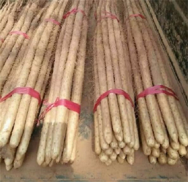 焦作铁棍山药直销基地