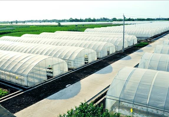 四川温室大棚的分类有：日光温室