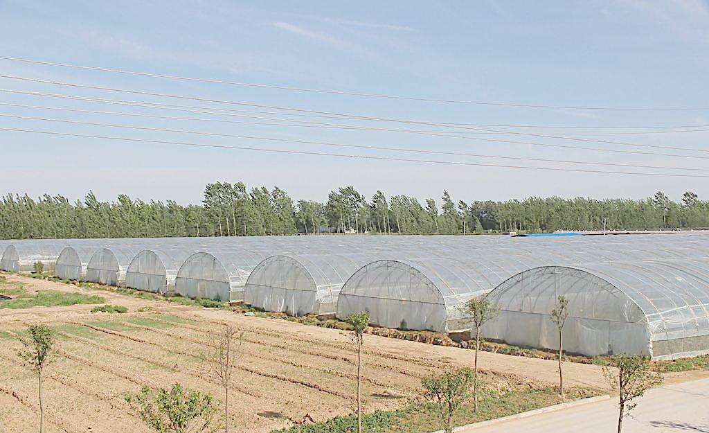 分享四川蔬菜大棚之插绑拱架的搭建方法