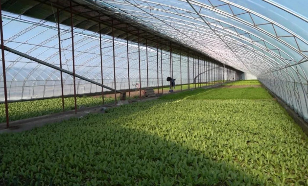 四川蔬菜大棚市場縮小，問題暴露，大棚種植有哪些缺點？