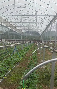 玻璃温室在四川：绿色农业发展的..者