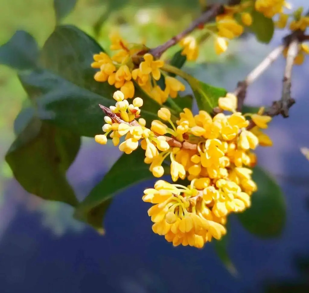 小知识——宜宾桂花苗的浇水时间