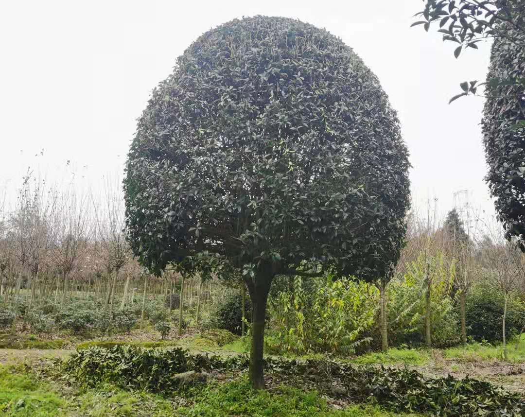 優(yōu)家美地為大家分享成都桂花苗木的培養(yǎng)繁殖和防治方法?