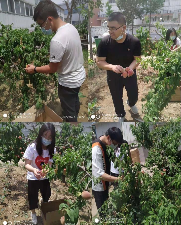 6月份员工在公司果园采摘桃子活动