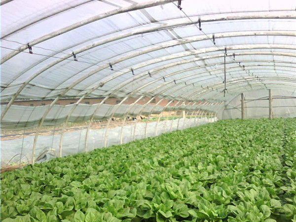 山東蔬菜大棚工程價格