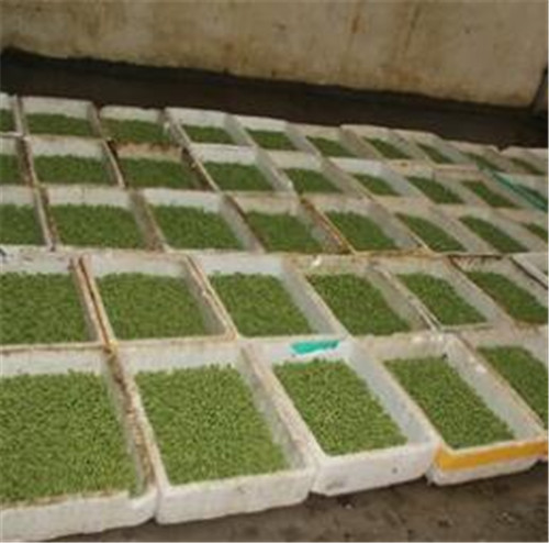 河南大型豆芽生产线