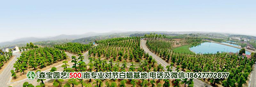 湖北对节白蜡基地 湖北对节白蜡基地