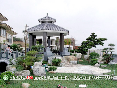 湖北对节白蜡盆景
