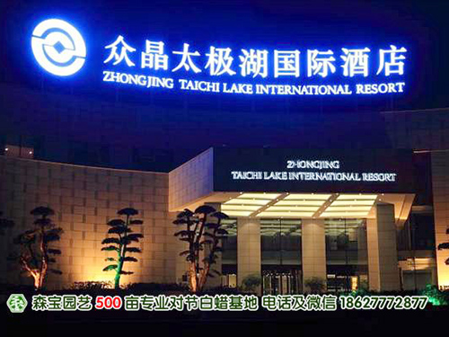湖北对节白蜡造型