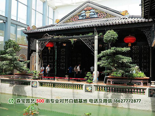 湖北对节白蜡造型在园林景观设计中的作用