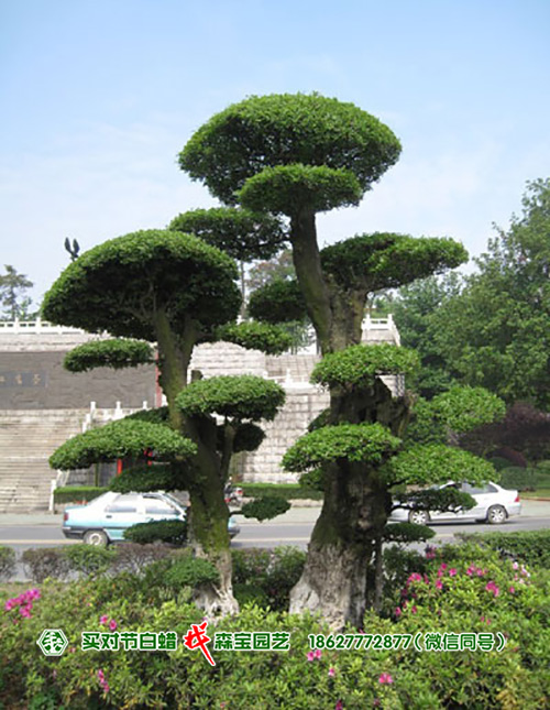 占地对节白蜡