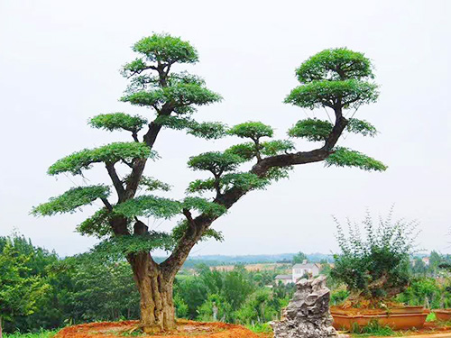 湖北对接白蜡盆景