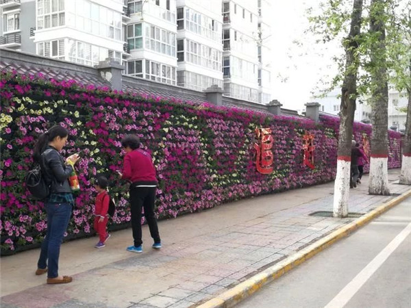 陕西植物墙