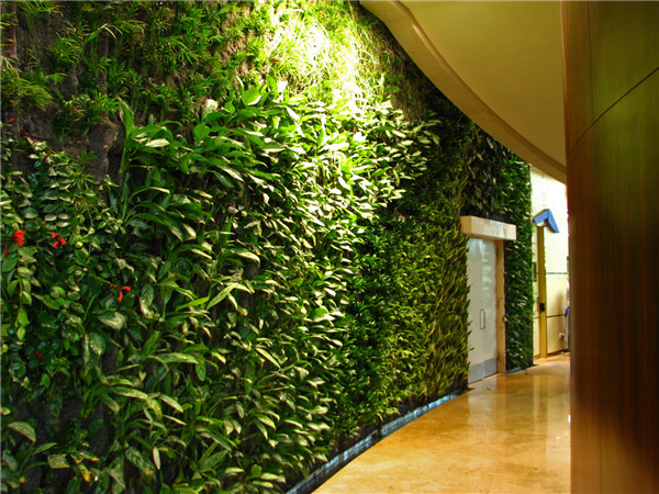 陕西室内植物墙