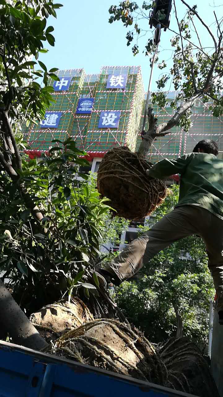 西安高新绿化项目-陕西苗木供应