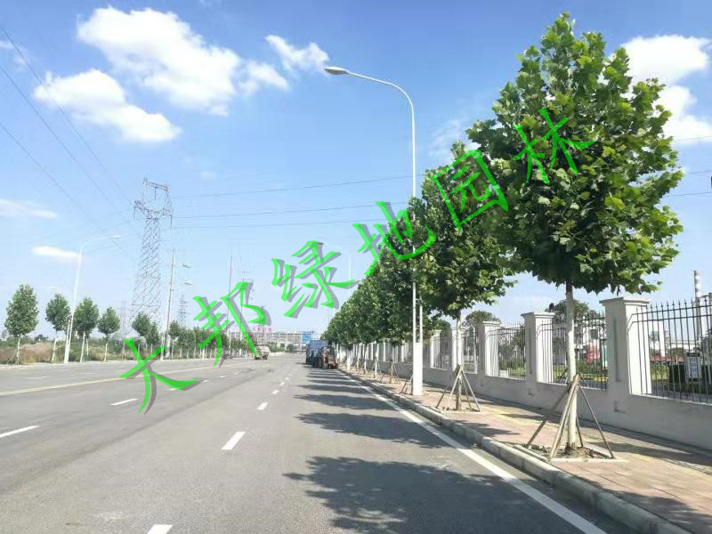 四川绿化工程行道树选择上需要注意哪些问题