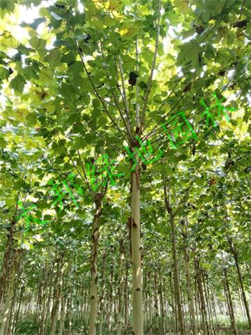 法桐苗木种植基地向您介绍法桐的施肥技术管理