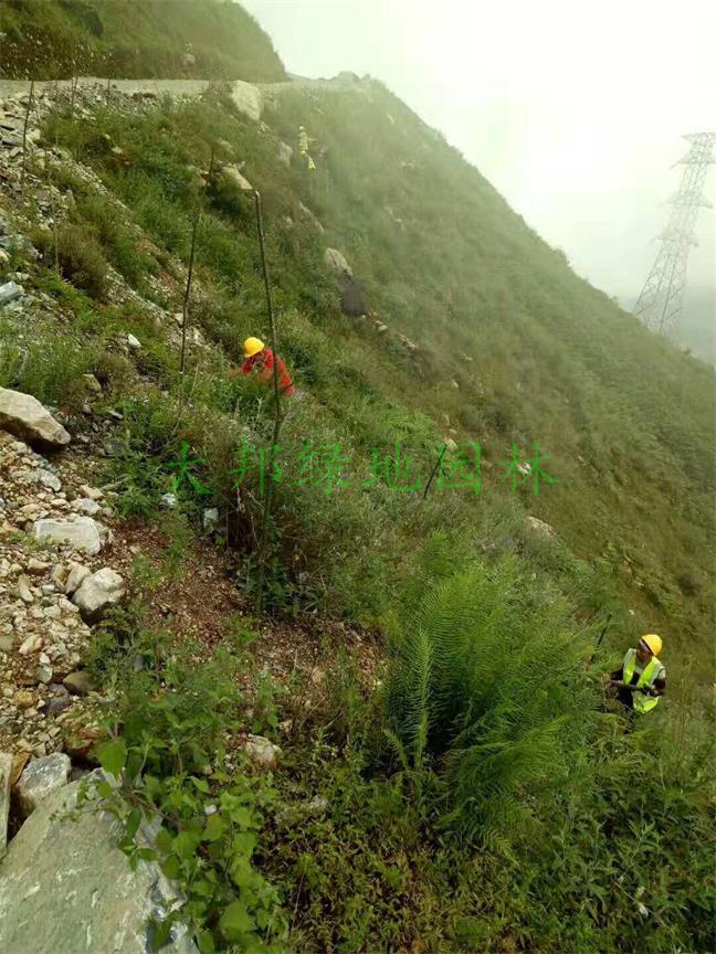 四川锦屏特种水泥股份有限公司矿山生态恢复工程