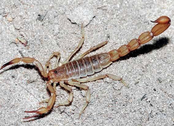 蝎子養殖一年能長大嗎