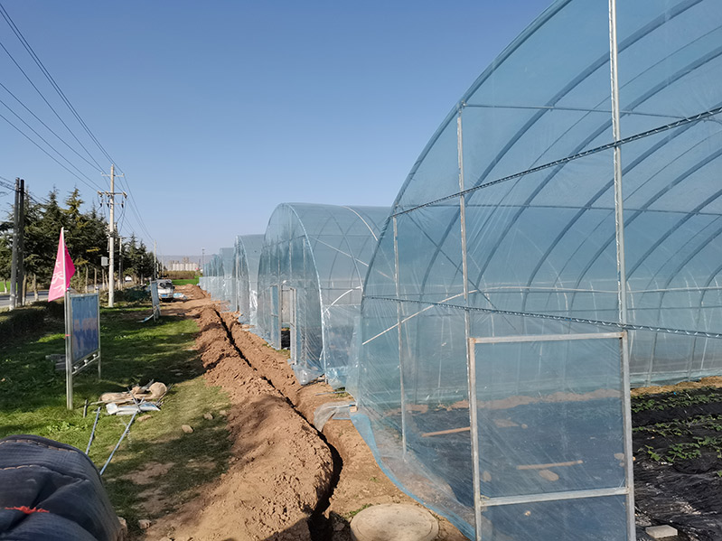 陕西宝鸡保温大棚种植草莓