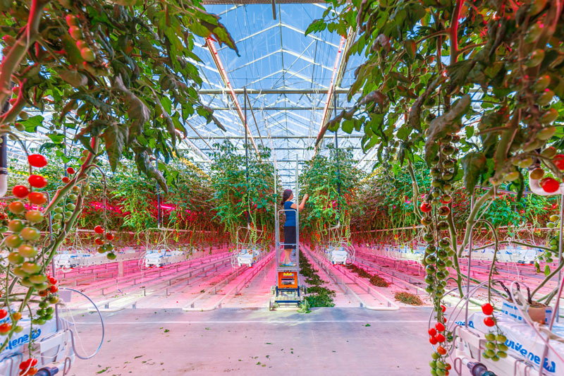 現代農業智能溫室種植系統方案