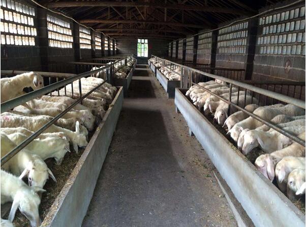 河南羊饲料厂家与锡林格勒巴布巴布亚肉羊养殖基地合作案例