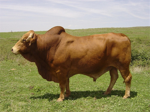 关于牛饲料中的粗饲料有哪些种类呢