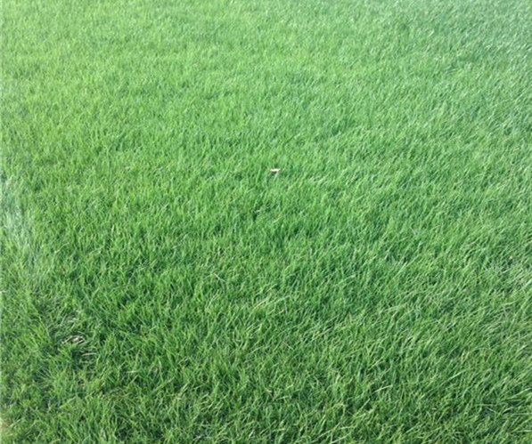 百慕大草坪基地