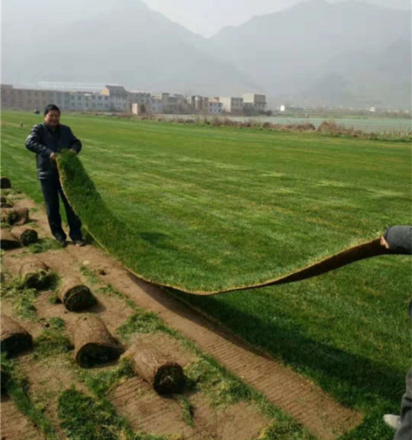 西安草皮卷种植