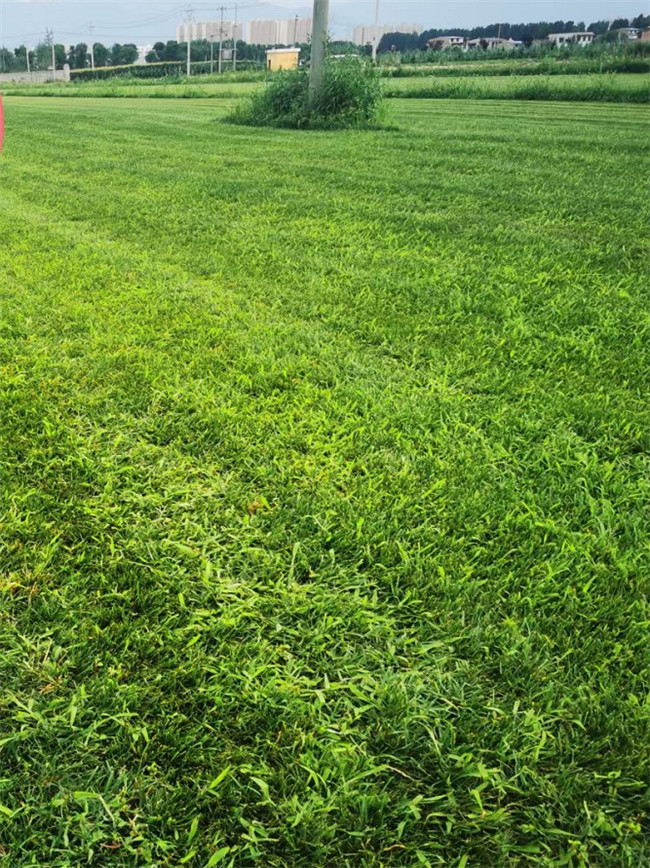 西安市鄠邑区新绿盛草坪种植基地