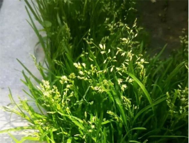 西安市鄠邑区新绿盛草坪种植基地