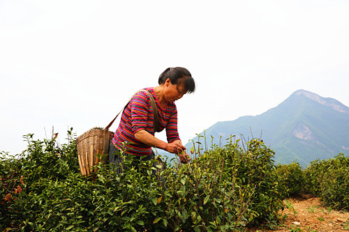 山阳县万福茶业有限公司
