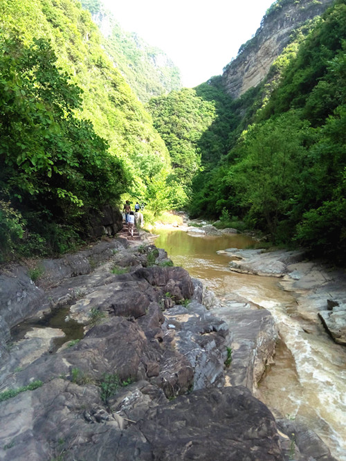 山阳绿茶