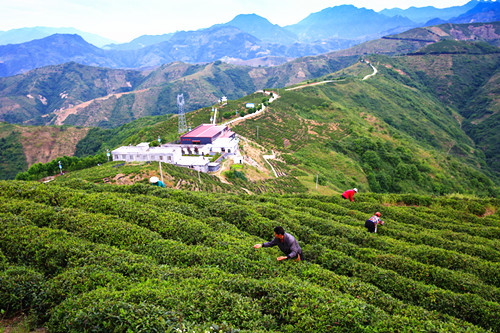 陕南茶叶