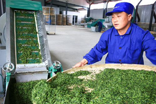 陕南绿茶