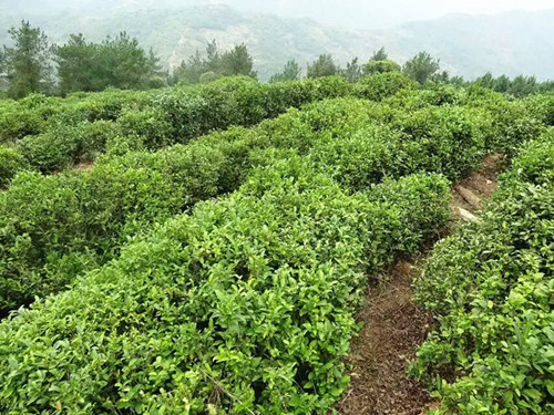 陕南绿茶