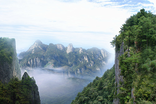 山阳绿茶基地环境展示