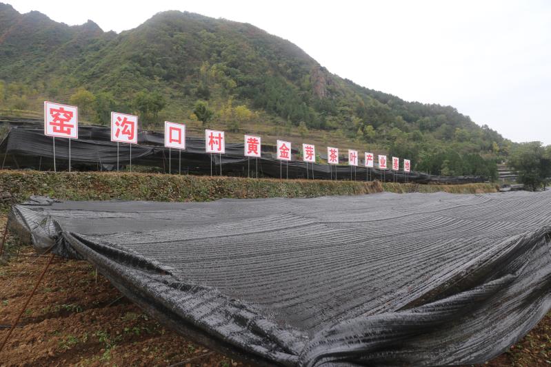 山阳县茶园